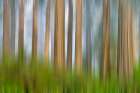 California. Del Norte Redwoods State Park springtime with motion blur redwoods and rhododendrons Art Print